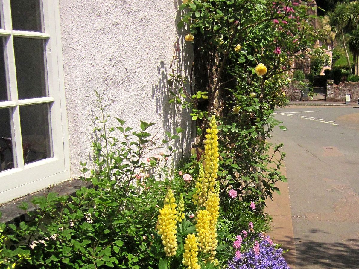 cottage garden flowers