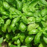 herb garden pots basil
