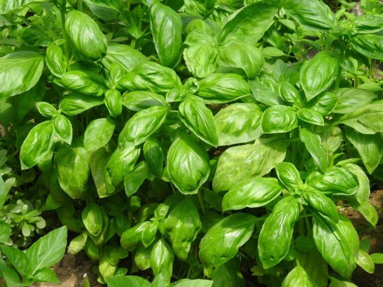 herb garden pots basil