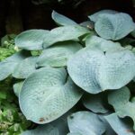 hosta shade garden plants