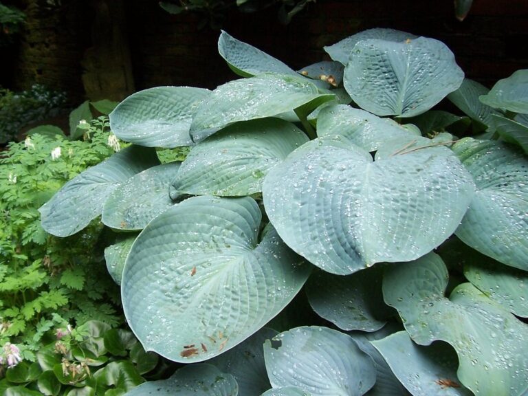 hosta shade garden plants